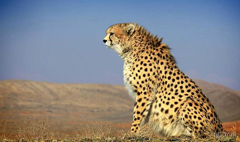 عکس پلنگ سیاه مارول