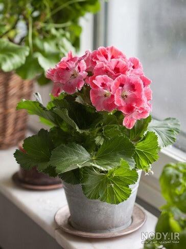 عکس گل زیبای خانگی عکس گل زیبای خانگی