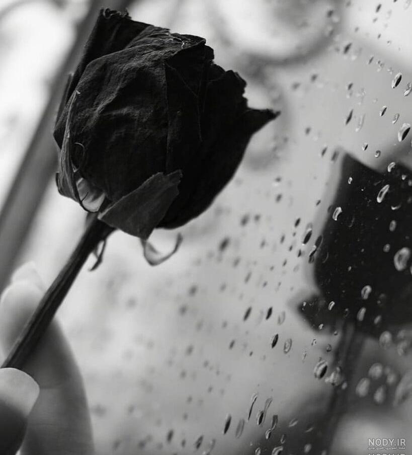 عکس گل لاتی برای پروفایل عکس گل لاتی برای پروفایل