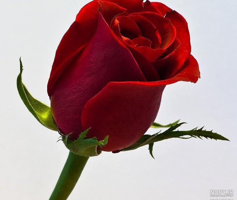 عکس گل نرگس در گلدان