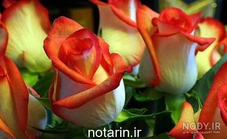 عکس گل نرگس وحشی