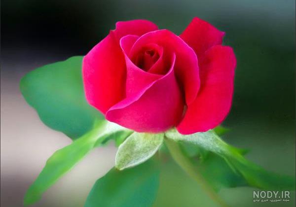 عکسهای گل رز طبیعی زیبا