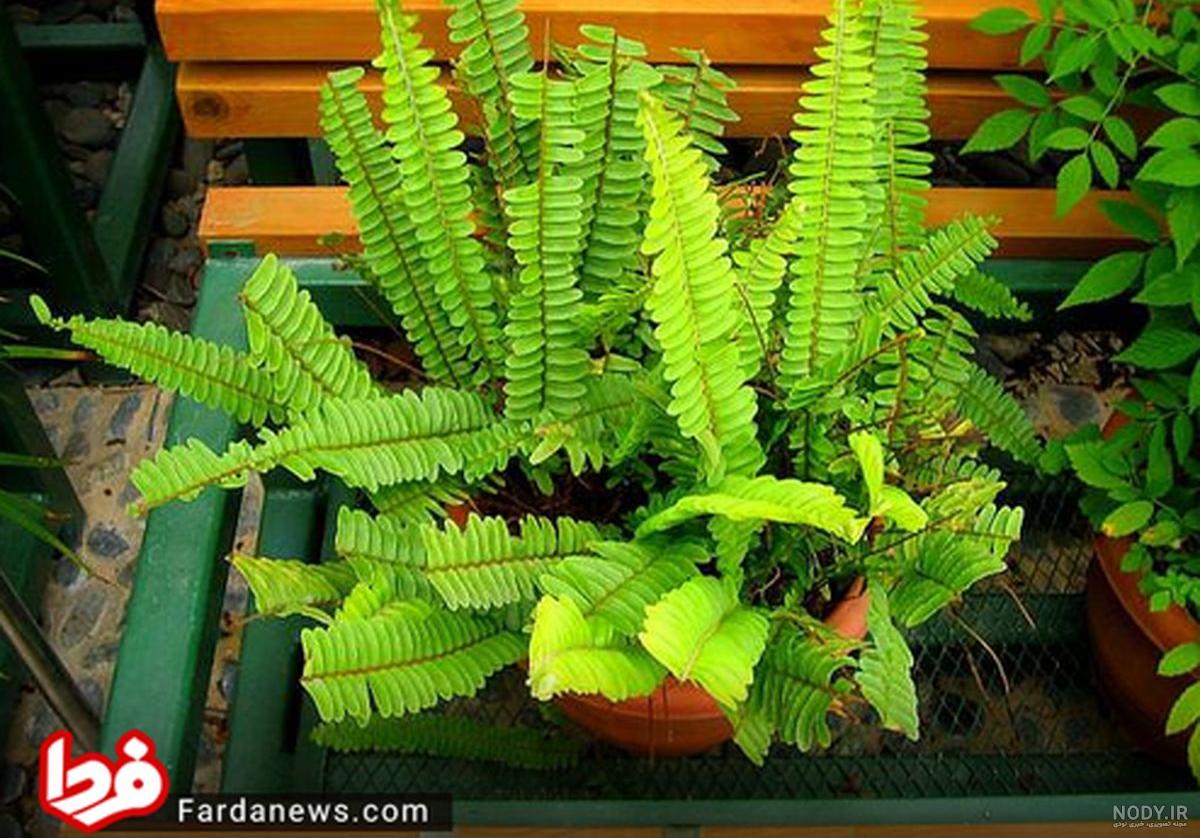 قیمت گلهای آپارتمانی قیمت گلهای آپارتمانی
