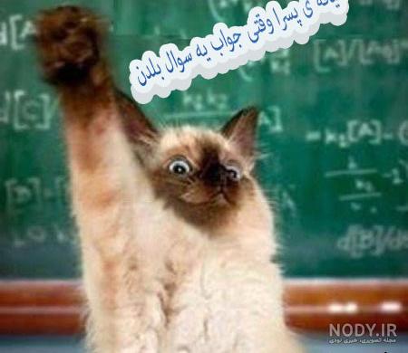 وبلاگ ضد پسر وبلاگ ضد پسر