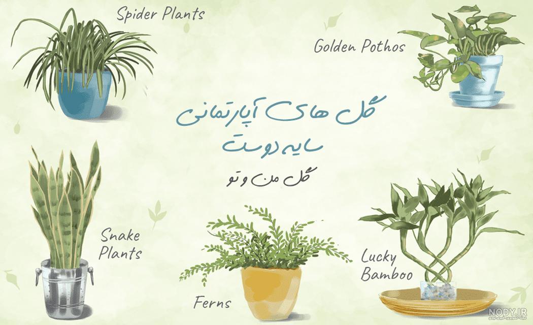 پرفروش ترین گلهای اپارتمانی پرفروش ترین گلهای اپارتمانی