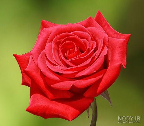 گلهای قشنگ دنیا گلهای قشنگ دنیا