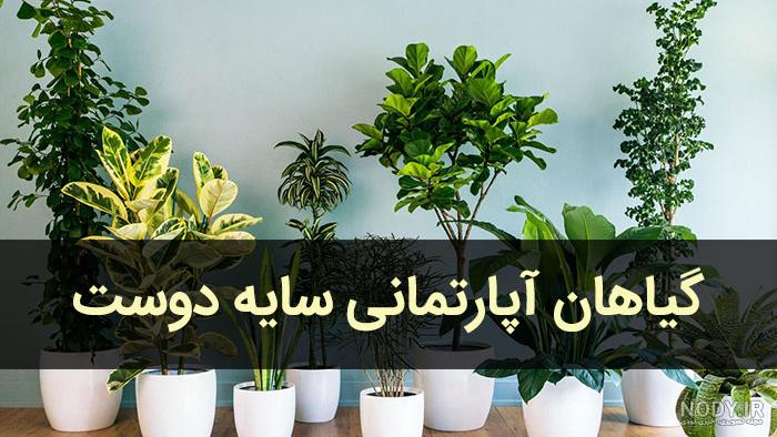 گیاهان آپارتمانی مقاوم گیاهان آپارتمانی مقاوم
