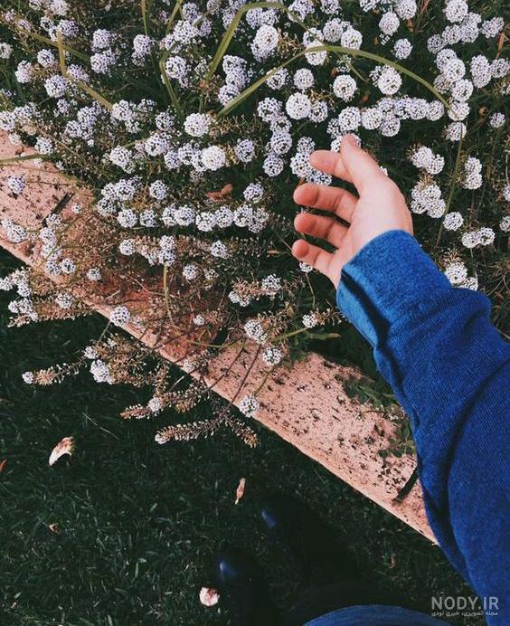 عکس گل بهاری برای پروفایل عکس گل بهاری برای پروفایل
