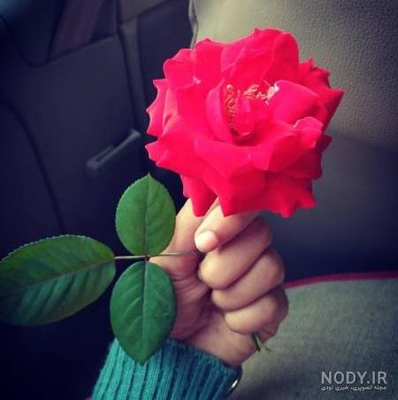 عکس گل رز قرمز مخملی