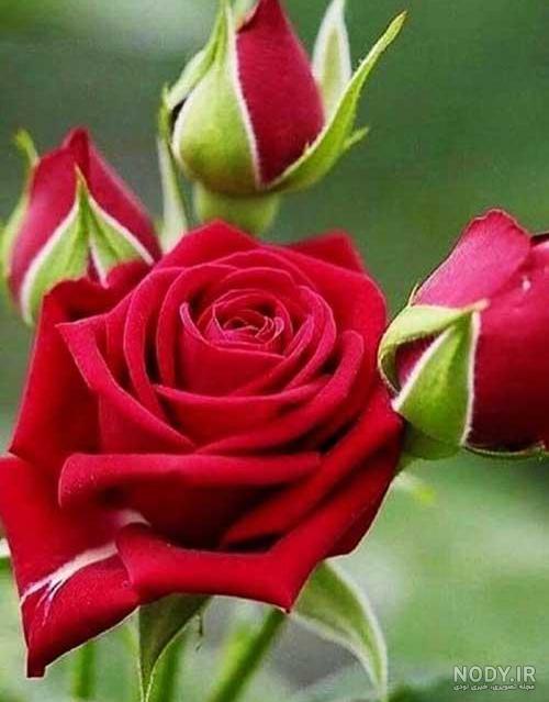 عکس گل عشق جدید