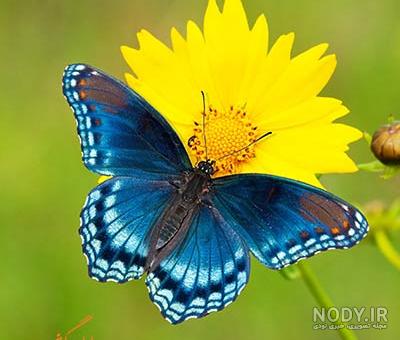 انواع پروانه های ایرانی
