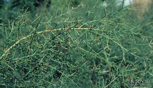 خواص عرق خارشتر برای کبد