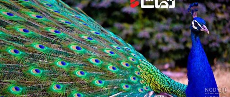 دانلود عکس طاووس با کیفیت بالا