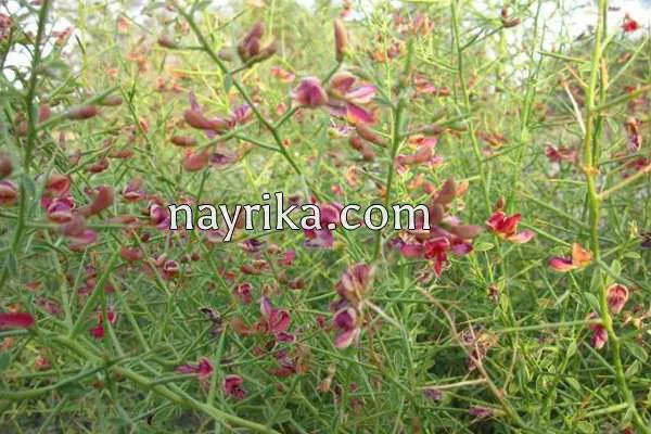 عرق خارشتر برای سنگ کلیه