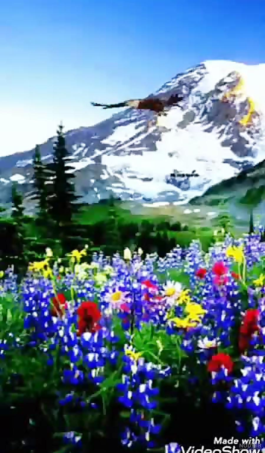 عکس از طبیعت متحرک