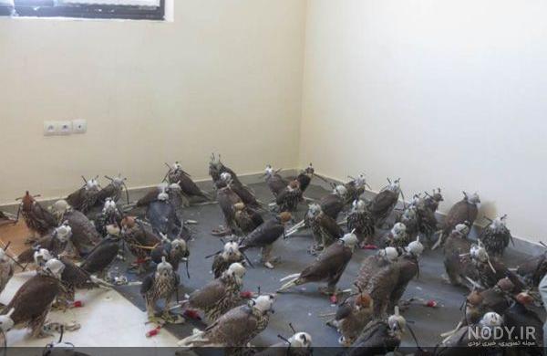 عکس جوجه شاهین عکس جوجه شاهین