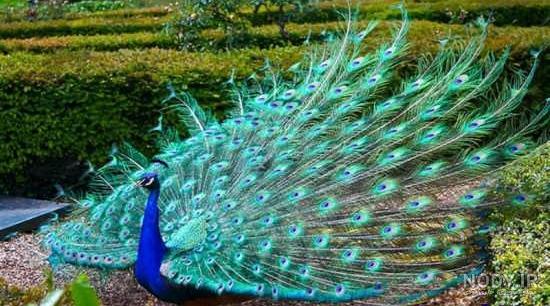 عکس طاووس خیلی قشنگ