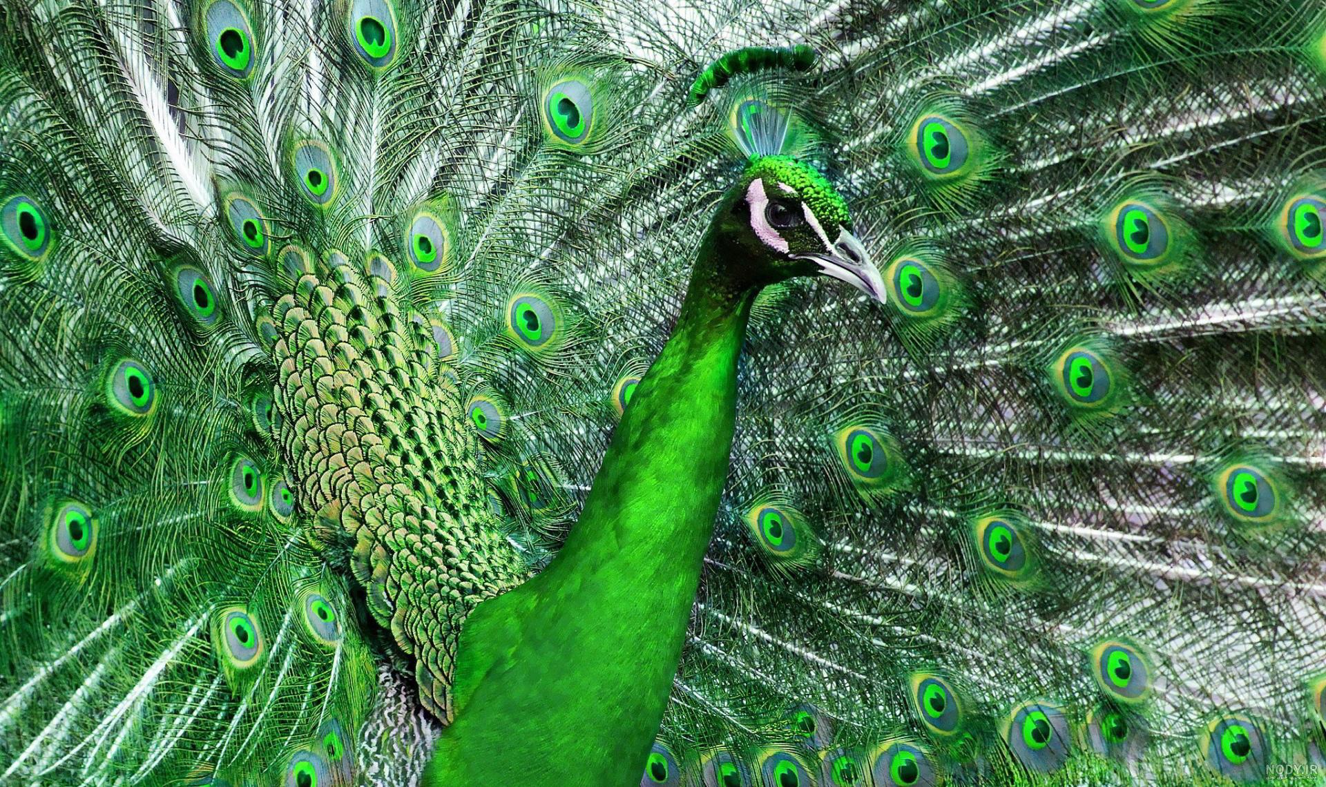 عکس طاووس در حال پرواز