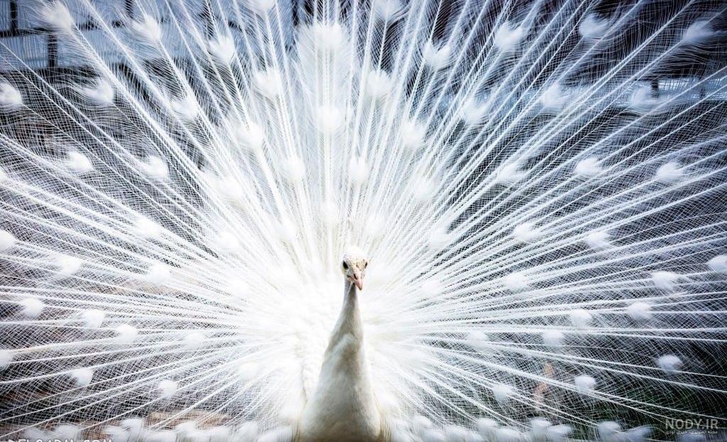 عکس طاووس سفید بسیار زیبا