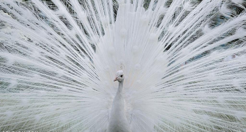 عکس طاووس های قشنگ
