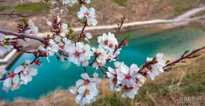 عکس طبیعت بهاری با کیفیت بالا