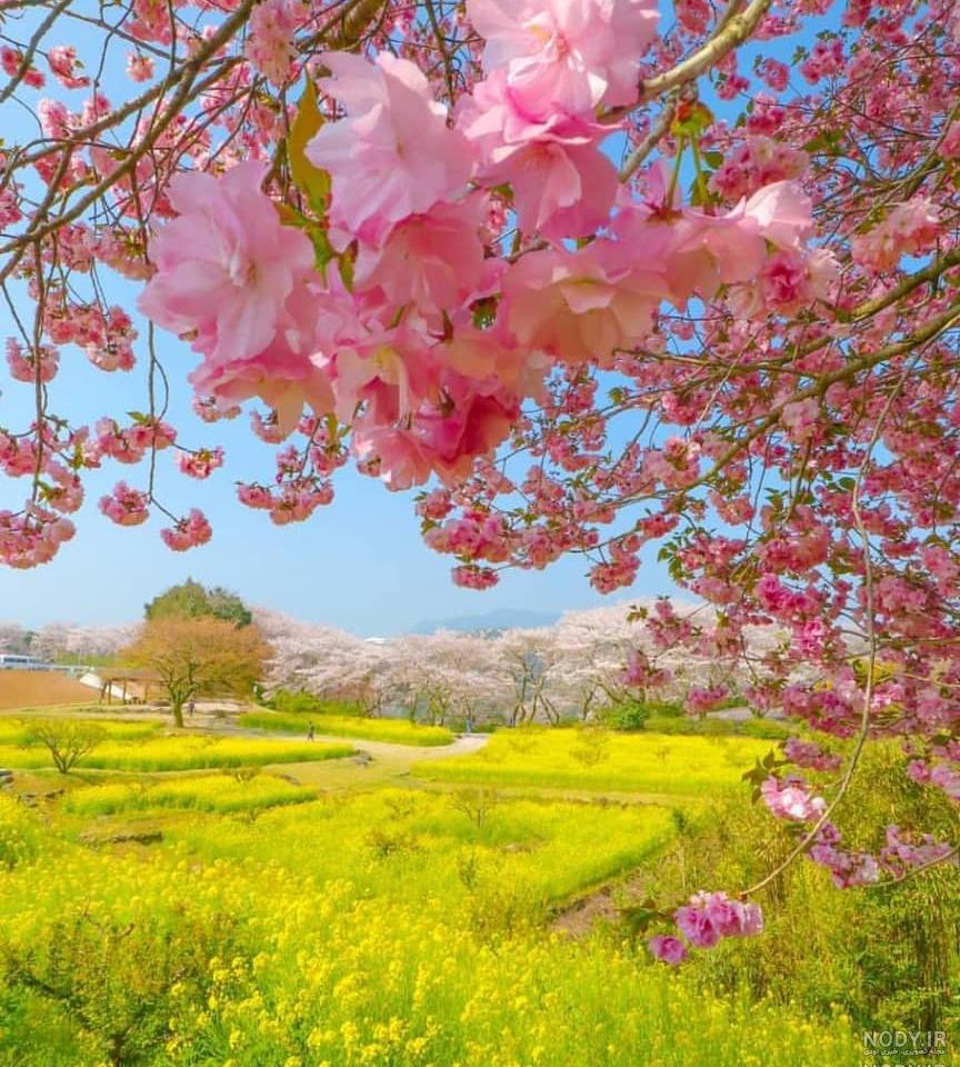 عکس طبیعت ساده عکس طبیعت ساده