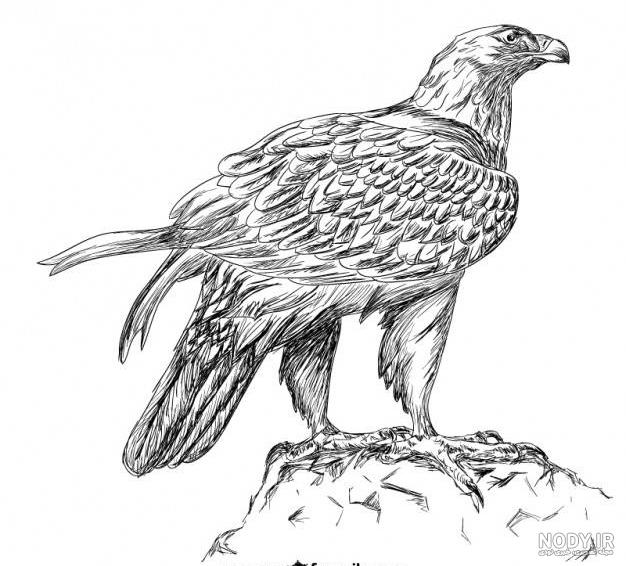 عکس عقاب طراحی شده