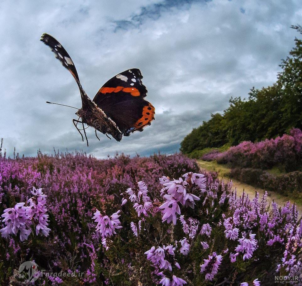 عکس متحرک پروانه در حال پرواز