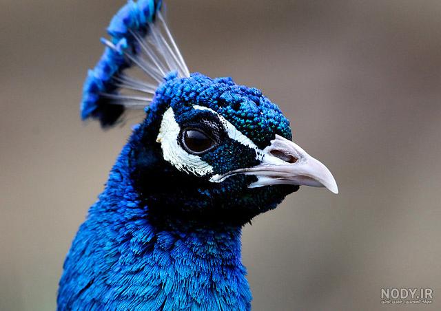 عکس نوشته پر طاووس قشنگ است