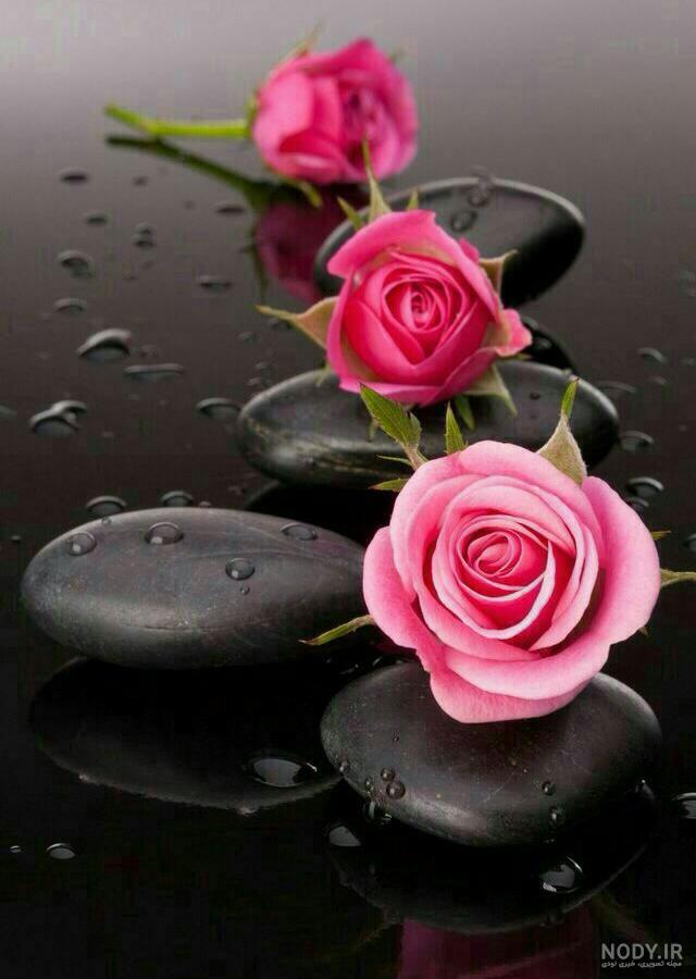 عکس های زیبا از گل رز صورتی