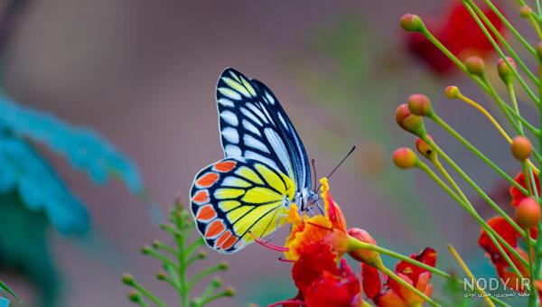 عکس پروانه آبی