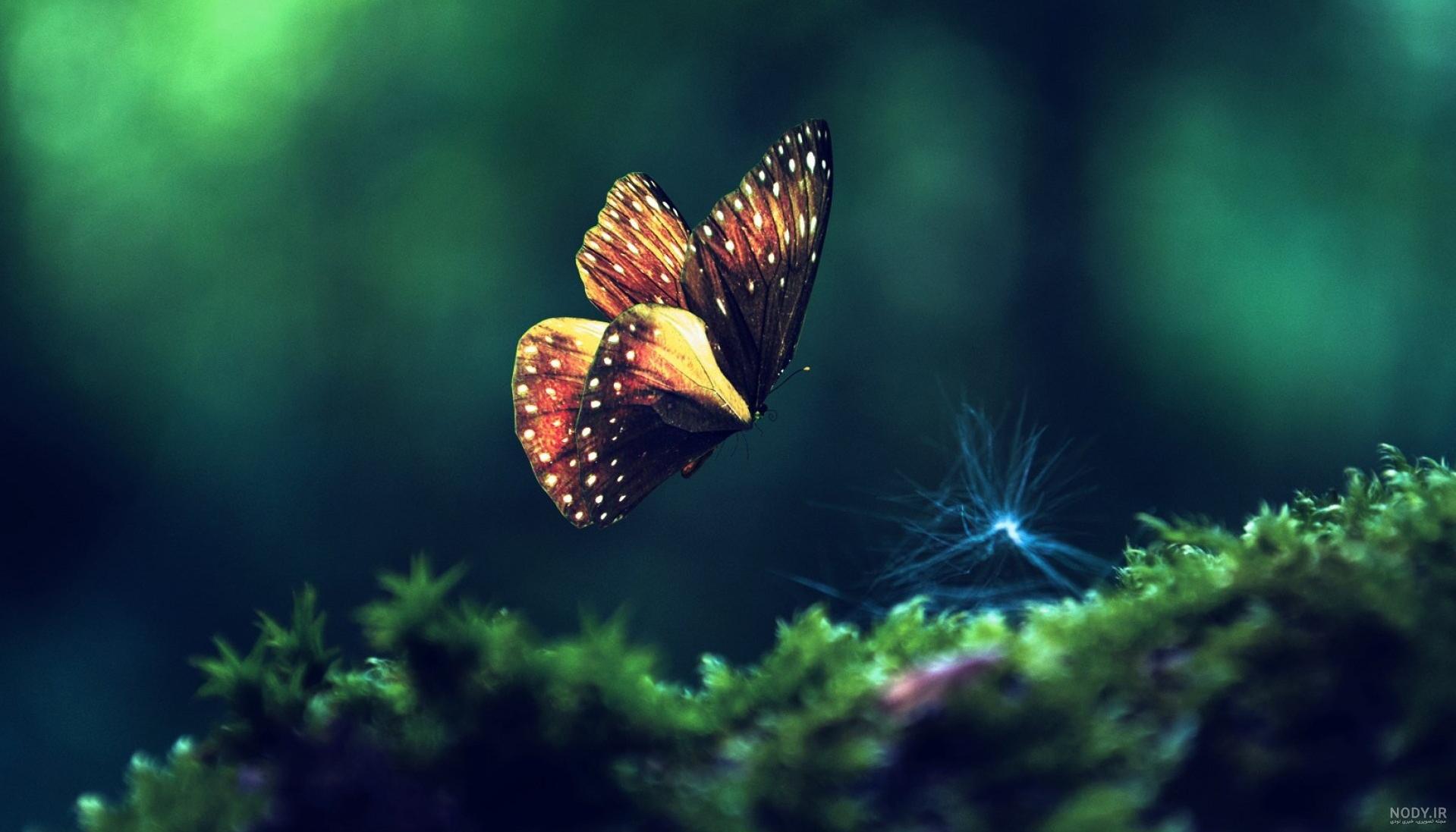 عکس پروانه در حال پرواز
