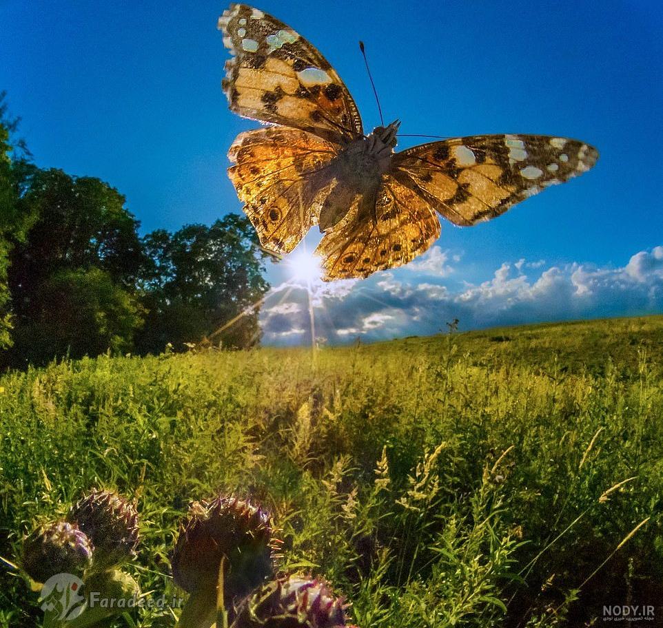 عکس پروانه های زیبا با کیفیت بالا