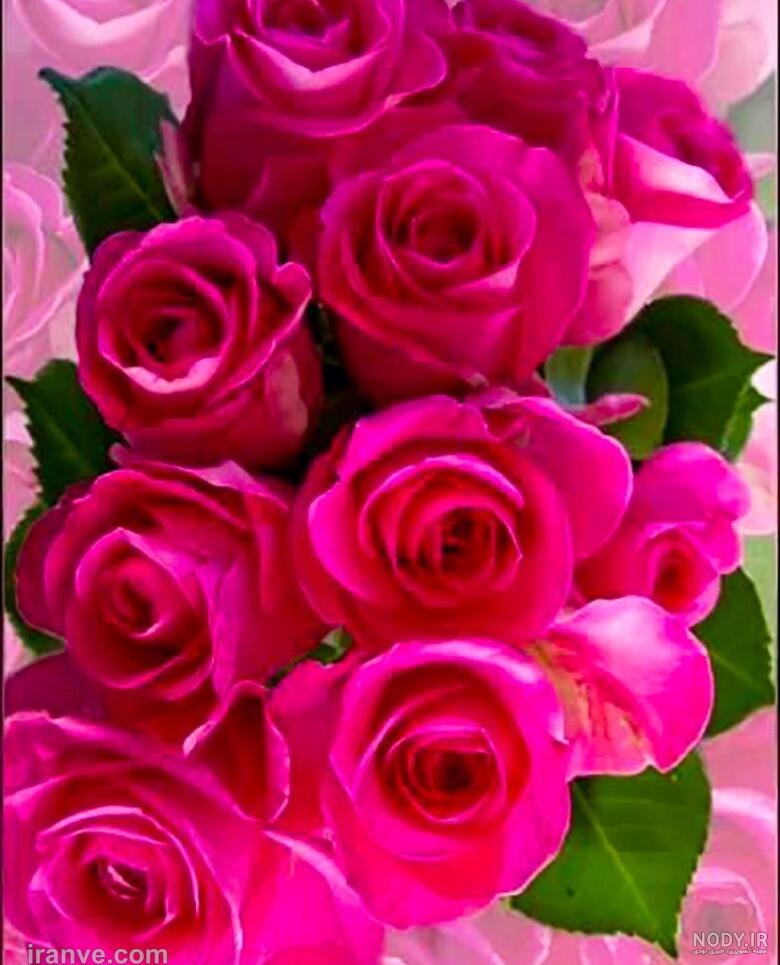 عکس گل رز صورتی زیبا برای پروفایل