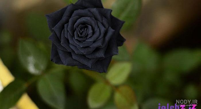 عکس گل غمگین قشنگ عکس گل غمگین قشنگ
