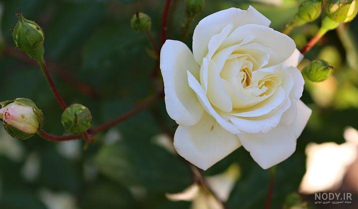 عکس گلهای بسیار زیبای جهان برای پروفایل