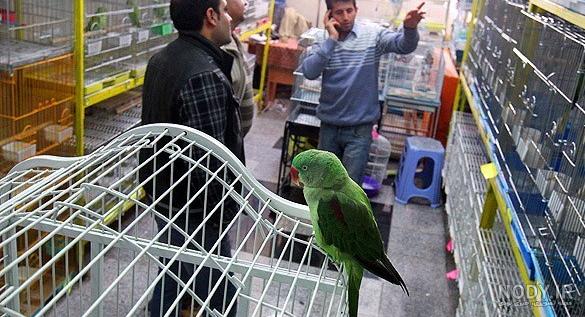 قیمت طوطی ماکائو