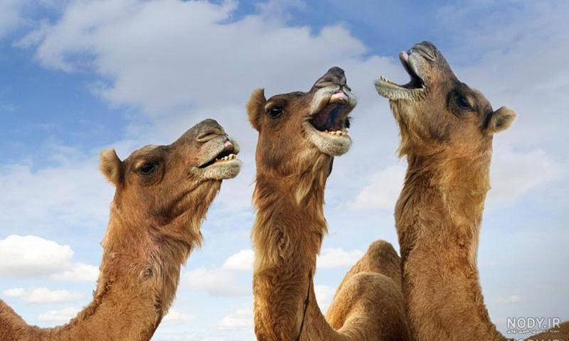 نقاشی شتر نشسته نقاشی شتر نشسته