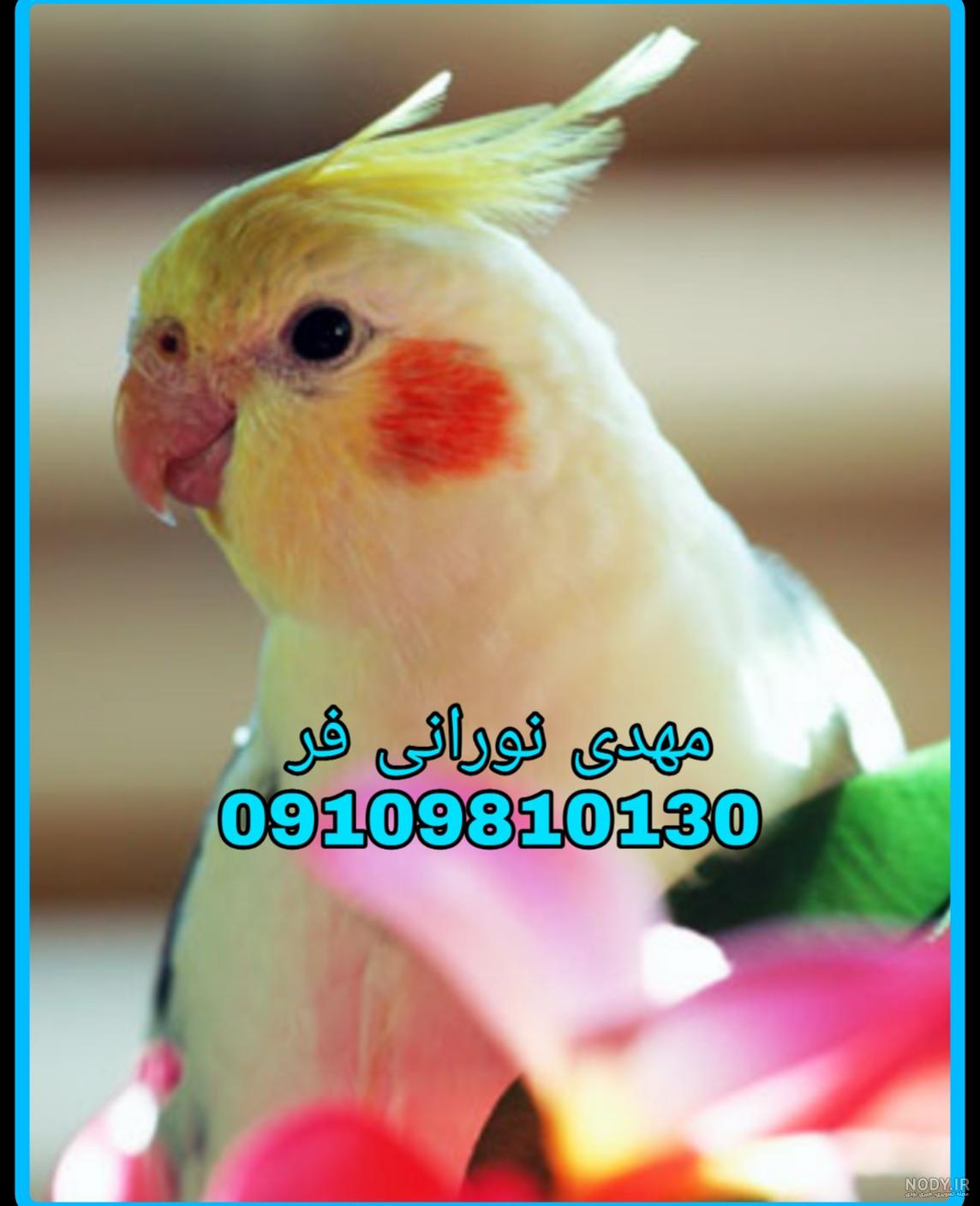 پیج فروش طوطی برزیلی