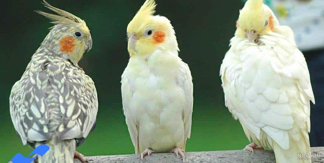اسم برای عروس هلندی گل باقالی اسم برای عروس هلندی گل باقالی