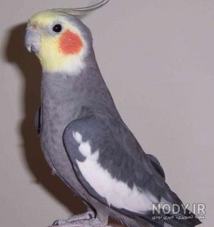 اسم عروس هلندی نی نی سایت اسم عروس هلندی نی نی سایت