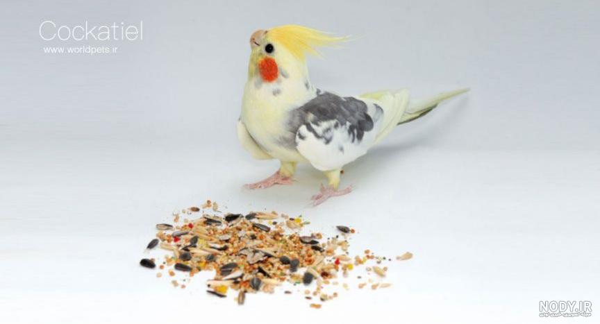 معنی اسم چیکو برای سگ معنی اسم چیکو برای سگ