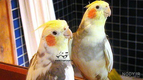 معنی اسم چیکو برای پرنده معنی اسم چیکو برای پرنده