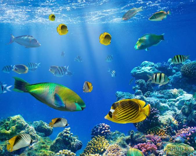آموزش حیوانات دریایی برای کودکان
