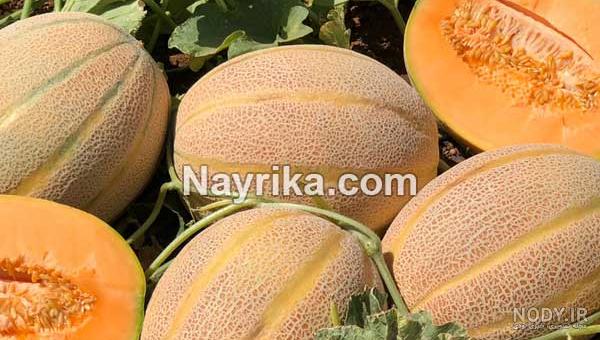 خربزه جانا تراریخته خربزه جانا تراریخته