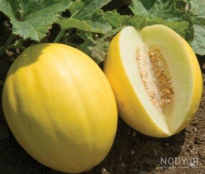 خربزه جانا چیست خربزه جانا چیست
