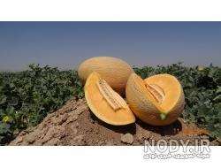 روش کاشت خربزه جانا روش کاشت خربزه جانا