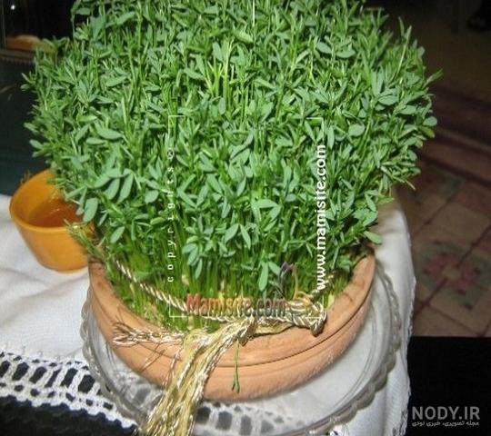 سبزه با دال عدس سبزه با دال عدس