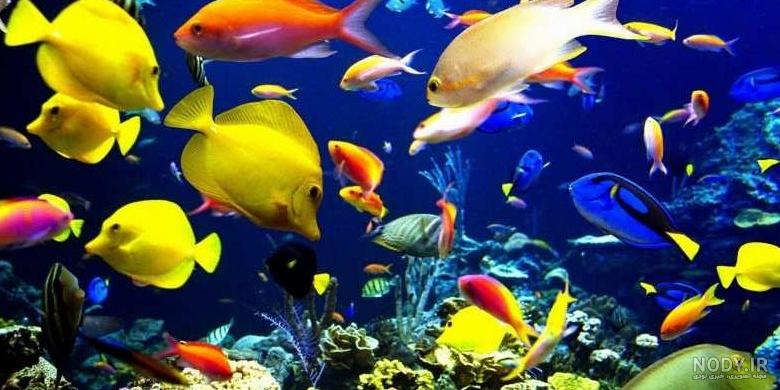 عظیم ترین پستاندار دریایی در جدول