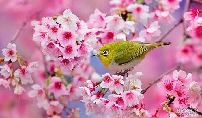 عکس از طبیعت بهار زیبا
